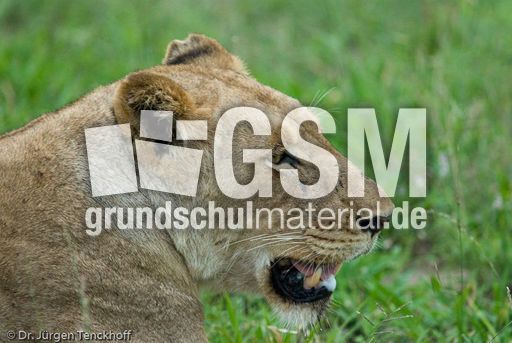 Löwen (56 von 69).jpg